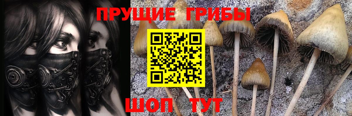 Братск  купить закладку  Вход с VPN  Галлюциногенные грибы Psilocybe 